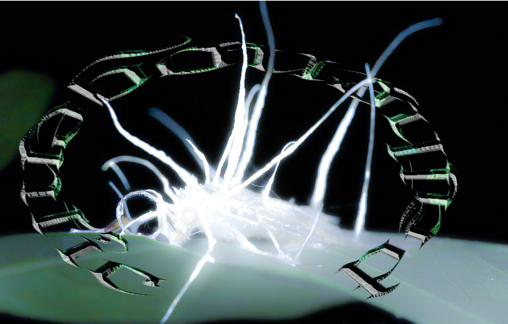 Cordyceps